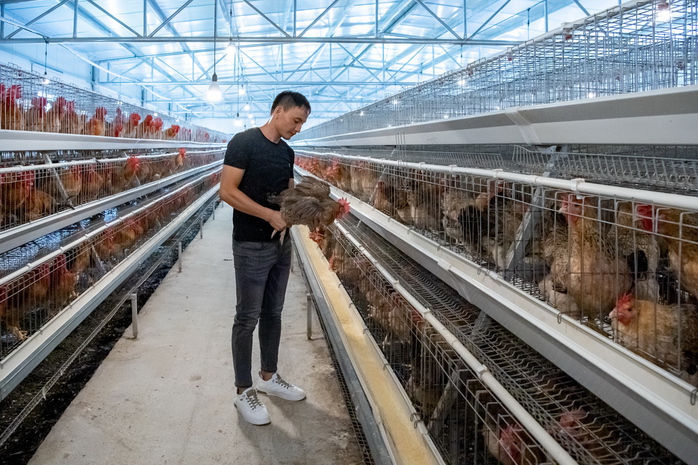 1678857344652066255.jpg 規(guī)?;钠甙倥u種雞房--黃嘉標攝.jpg